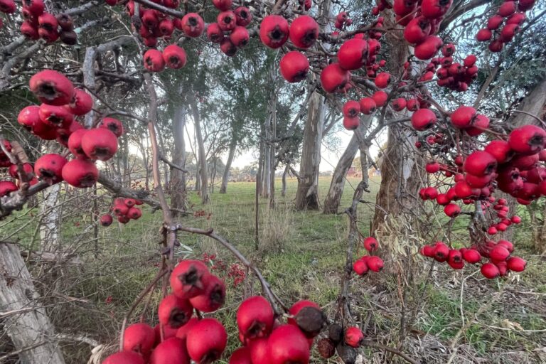 countryberry